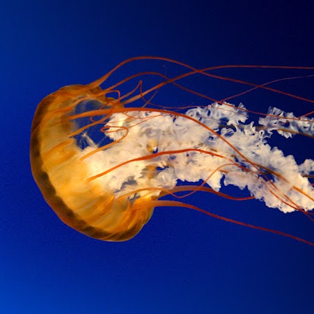 Cecilia Young Photo 25