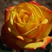 Judy Rose Photo 3