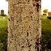 Mary Boswell Photo 21
