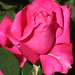 Rose Ross Photo 36