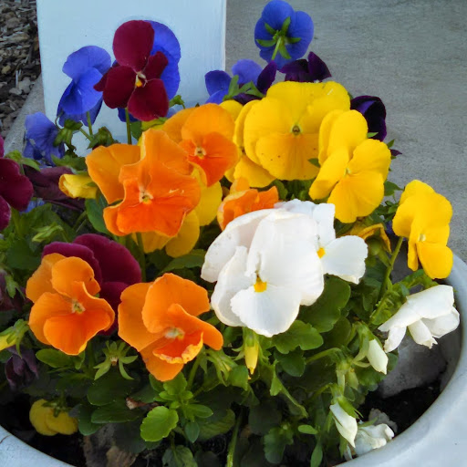 Mandy Burrows Photo 3