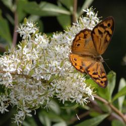 Jacob Smith Photo 22