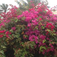 Margaret Staples Photo 16