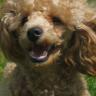 Cheryl Ross Photo 33