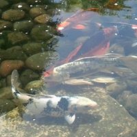 Julie Allison Photo 20 Julie Allison Photo 20