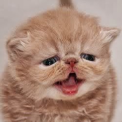 Melanie Richardson Photo 15