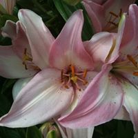 Patricia Whiting Photo 35