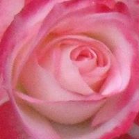 Nancy Hackworth Photo 10