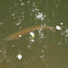 Louise Trout Photo 15