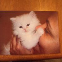 Gina Vitiello Photo 8