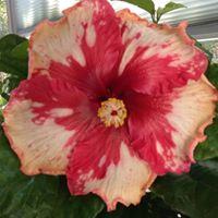 Nancy Mckinley Photo 26 Nancy Mckinley Photo 26