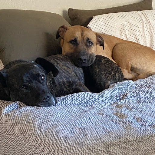 Chris Henderson Photo 34