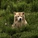 Joseph Wolf Photo 20