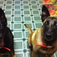 Ron Jennings Photo 40