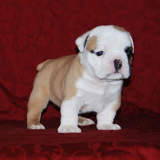 Debra Hicks Photo 24