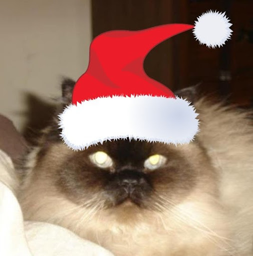 Denise Maynard Photo 12