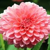 Margaret Burrows Photo 6