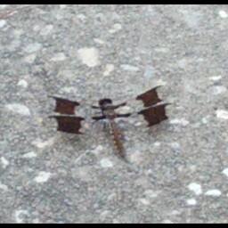 Lawrence Reed Photo 31