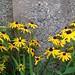 Susan Weston Photo 12