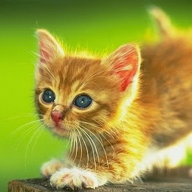 Julia Childs Photo 9