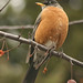 Robin Washington Photo 3