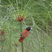 Robin Chestnut Photo 14