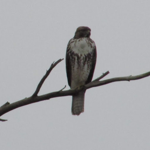 Kathleen Abbott Photo 20