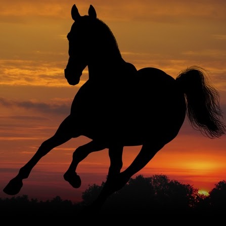 Shawn Murphy Photo 15