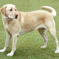 Alice Phipps Photo 16 Alice Phipps Photo 16