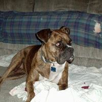 Joann Collins Photo 24