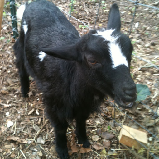 Anne Arrington Photo 12