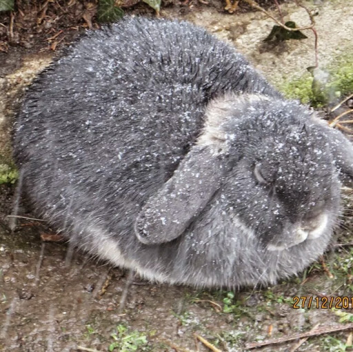 Christine Beringer Photo 4