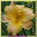 Dianne Lee Photo 29