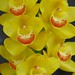 Tracey Gold Photo 8