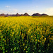 Ping Luo Photo 29