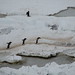 Karen Harvey Photo 8