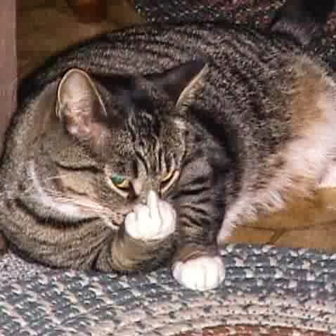 Michael Bader Photo 49 Michael Bader Photo 49