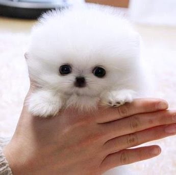 Pamela Simmons Photo 25