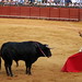 Rafael Castellano Photo 36
