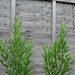 Rosemary Green Photo 7