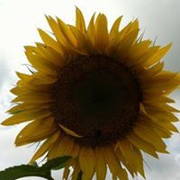 Jean Schenk Photo 1