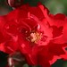 Raymond Rose Photo 7