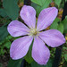Pam Phipps Photo 32
