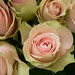 Rose Primavera Photo 15