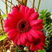 Marguerite Rose Photo 21