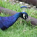 Helen Peacock Photo 9