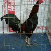 Juan Leonardo Photo 31