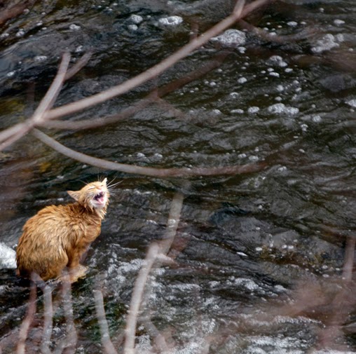 Timothy Simpson Photo 20