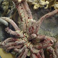 James Andrews Photo 32