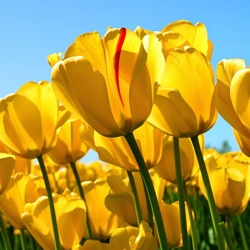 Alicia Wright Photo 30